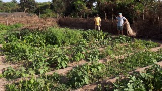 Lo sviluppo agricolo