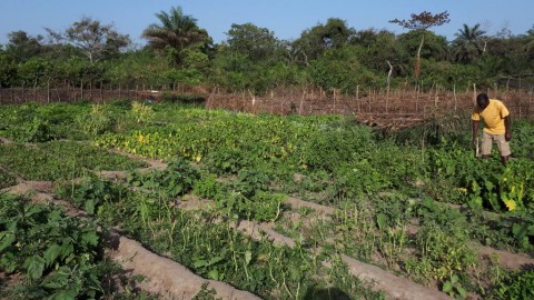 Lo sviluppo agricolo