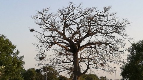 Insieme per l'Africa